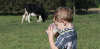 Cow child drinking glass of milk grass