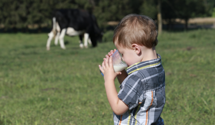 Cow child drinking glass of milk grass